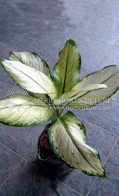 Dieffenbachia picta